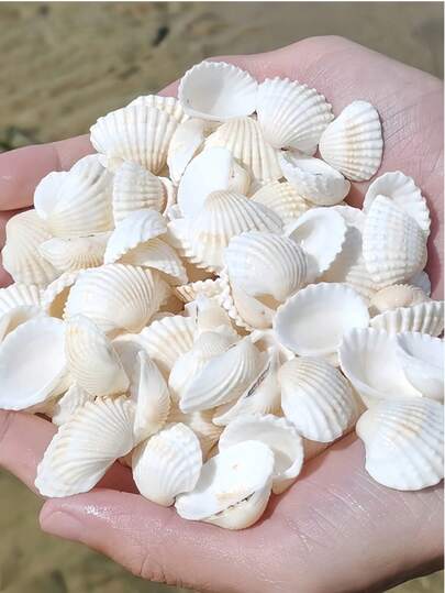 100g/200g/300g Ocean Style Fashionable White Striped Shell DIY Material Natural Snow Clam Micro Landscape Gish Tank Landscaping Mediterranean Wind Chime Photo Frame Production Decorative Accessories,Handmade Souvenirs, Beautiful Homemade Marine Style Series Of DIY Materials, Colorful Charming Seashell Wall Decor.
