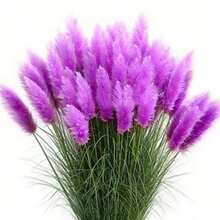 100 Semillas de Cortaderia Selloana Morada (Pasto de Plumas Moradas Exóticas) - Planta Ornamental Perenne para Decoración de Jardines, Eventos y Flores Secas, Regalo Ideal para San Valentín, Día de la Madre y Aniversarios, Fácil de Cultivar para Principiantes y Amantes de la Jardinería - Multicolor - Ver 2