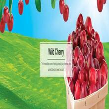 LITTLE TREES Car Air Freshener | Hanging Paper Tree For Home Or Car | Wild Cherry | 24 Pack,19806667 - Đỏ và trắng - Xem 2