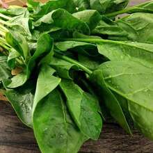 "1.Semillas de Espinaca de Hoja Grande Aproximadamente 500 Granos, Ideal para Huertas Caseras y Ensaladas Mexicanas, Se Complementa con Semilla de Chile y Semillas de Flores para Sembrar​ 2.Semillas de Espinaca de Hoja Grande (≈500 Granos) – Perfectas para Cultivo en Macetas y Jardines Urbanos, Acompaña con Pasto para Sombra y Semillas de Flor​ 3.Semillas de Espinaca de Hoja Grande Aproximadamente 500 Granos, Adaptables a Climas Templados de México, Combina con Semillas de Flores para Sembrar en Tu Espacio Verde​ 4.Semillas de Espinaca de Hoja Grande (500 Granos Aprox.) – Adecuadas para Huertas Comunales y Cocinas Caseras, Se Une a Semilla de Chile y Pasto para Sombra​ 5.Semillas de Espinaca de Hoja Grande Aproximadamente 500 Granos, Ideal para Guisos y Platillos Saludables, Complementa con Semilla de Tomate Cherry y Semillas de Flores para Sembrar" - Multicolor - Ver 3