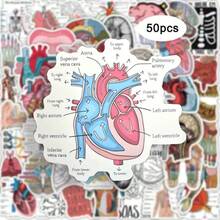 50pcs Vibrant Anatomy & Science Cartoon Stickers - Educational Vinyl Decals For Laptops, Water Bottles, Skateboards | Durable Self-Adhesive, Perfect For Students & Enthusiasts, Cool Stickers - Multicolor - View 7