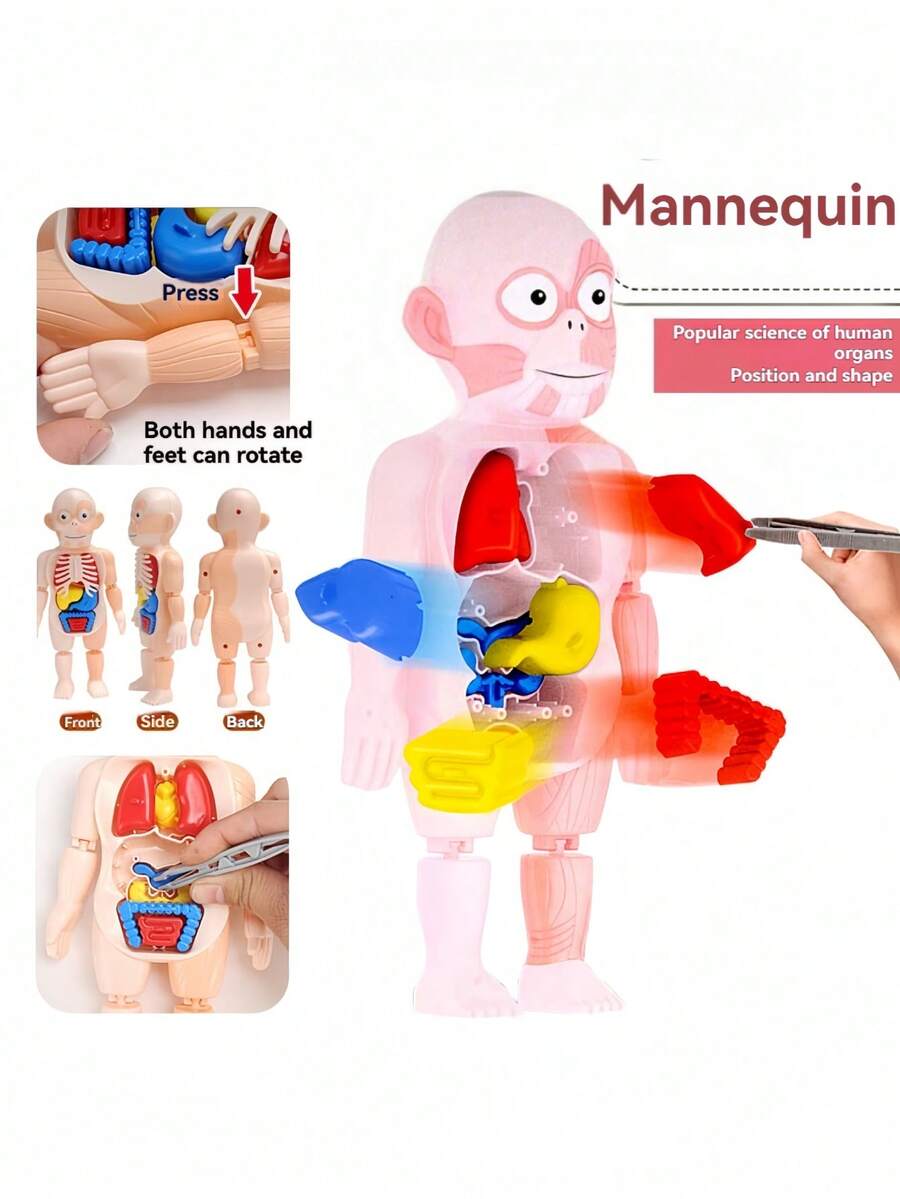 3-12 Years Old Kids Human Organ Model DIY Assembly Puzzle Educational Toy, Develops Thinking And Hand-Eye Coordination, Christmas/Birthday Gift For Boys And Girls - Multicolor - View 1