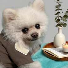 1件绿色高领狗狗衣服，带心形贴片，适合小型犬日常穿着 - 彩色 - 查看 23