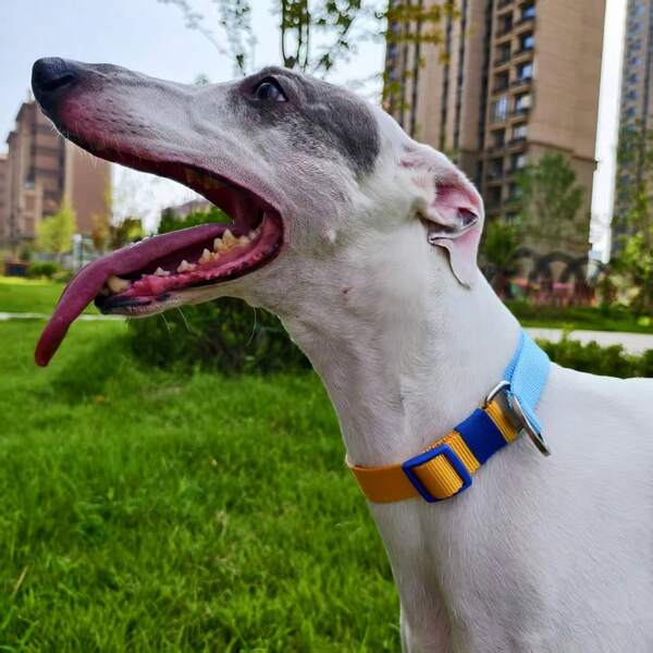 Collar de cadena de ahogo WOODY para entrenamiento, a prueba de choques y con capacidad de carga de hasta 130 libras