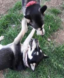 Hoot PU Leather Adjustable Spiked Studded Dog Collar 2" Wide 25 Spikes (XS(Neck 15"-18"), Black) - MàuD - Xem 7