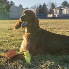 Outward Hound Tail Teaser Replacement Lure For Dog Teaser Wand, Fox - ColorE - 查看 6