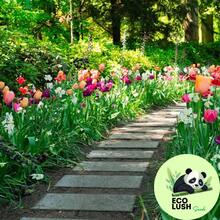 Paquete de 50 Semillas de Tulipanes Multicolores Vibrantes - SEMILLA - Ver 3