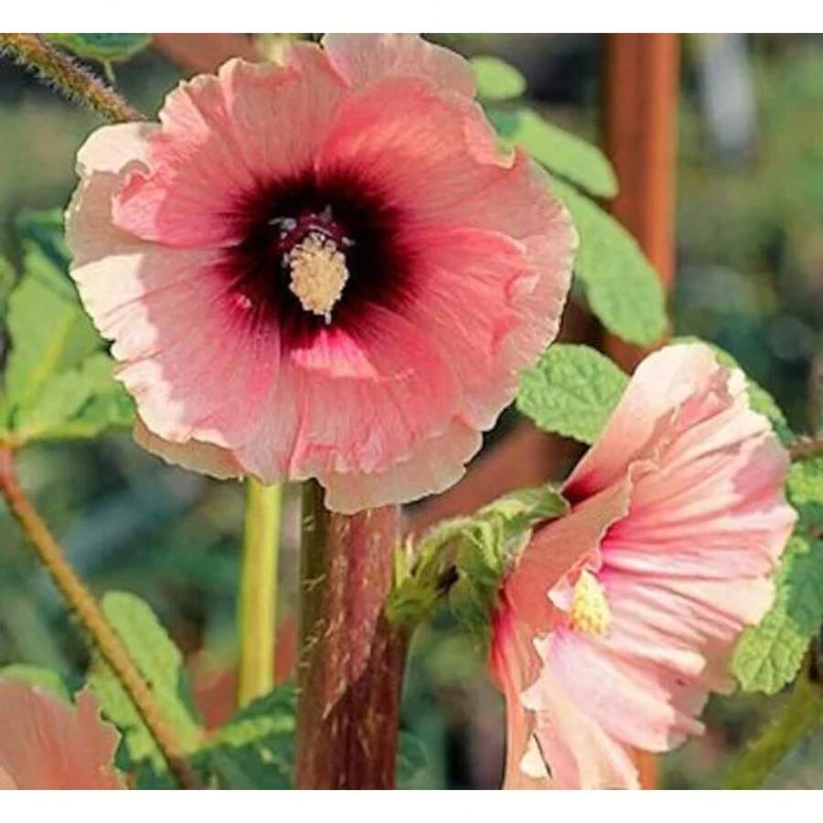 25+ Semillas de Flores de Rosa de Jamaica Halo Albaricoque de Razas Raras Resistentes a los Ciervos - SEMILLA - Ver 1