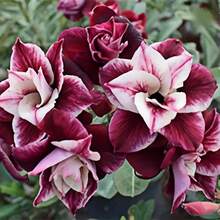 154 piezas de semillas de rosa del desierto, resistentes al calor y al sol, crea tu propio jardín del desierto. Convierte tu balcón en un mar de flores - 154 - Ver 2