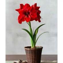 119 piezas de bolas de semillas de orquídea corona roja, flores coloridas, semillas de flores - 119 piezas - Ver 4