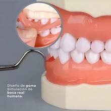 Vmingo Tipodonto Nissiin Encía Suave 28 Dientes Modelo Dental - Beis con Rosa - Ver 3