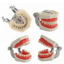 Vmingo Tipodonto Nissiin Encía Suave 28 Dientes Modelo Dental - Beis con Rosa - Ver 4