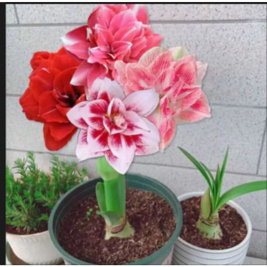 Almacén local Flores de interior y exterior de cuatro estaciones en macetas con fuerte fragancia, semillas de lirio de cinco colores y doble fragancia - Paquete de 500 - Ver 1