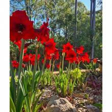 119 piezas de bolas de semillas de orquídea corona roja, flores coloridas, semillas de flores - 119 piezas - Ver 3