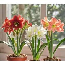 256 piezas de semillas de amarilis - una flor que parece llamas ardientes, una hada de balcón con flores grandes y coloridas - 256 - Ver 4