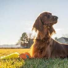 Outward Hound Tail Teaser Replacement Lure For Dog Teaser Wand, Fox - ColorE - View 5