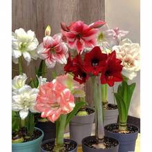 119 piezas de bolas de semillas de orquídea corona roja, flores coloridas, semillas de flores - 119 piezas - Ver 6