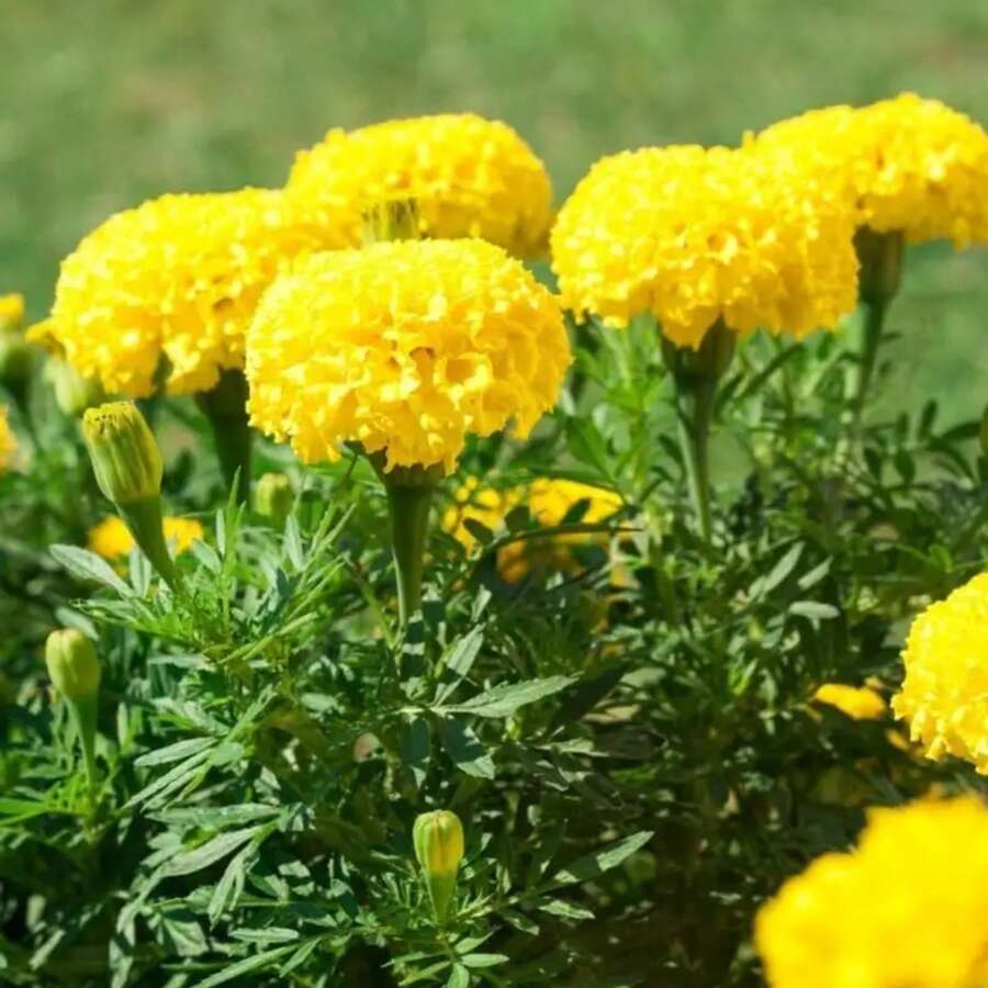 209 piezas de semillas genéticas de linaza, adecuadas para plantar en jardines interiores y exteriores - semillas de flores no transgénicas, alta tasa de germinación - 209 piezas - Ver 1