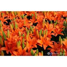 Matriz de Lirio Asiático ASIATIC Lily 100 semillas verdadero thriller en el jardín Perenne - Variante 1 - Ver 3