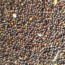 100 Semillas de Lirios de Cala para Plantar al Aire Libre, Semillas de Colores Mezclados, Grandes Semillas Saludables para Plantación Interior o Exterior - 100 - Ver 5