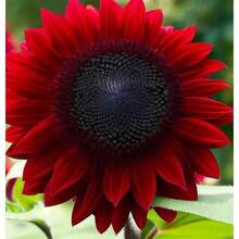 128 piezas de semillas de girasol Red Velvet Queen - 128 piezas - Ver 5