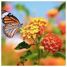 Semillas de flor de asclepias de mariposa naranja (Asclepias Tuberosa), paquete de 200+ semillas de Full Sun seeds - Amarillo - Ver 2