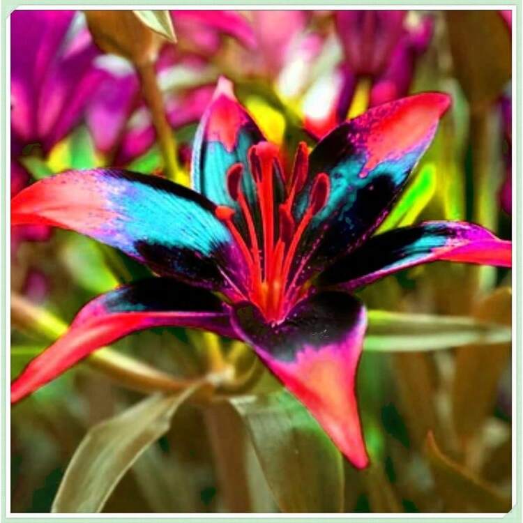 Semillas de Lirio Paquete de 100, Perennes de Crecimiento Rápido, Flores Durante Todo el Año para una Decoración del Hogar Impresionante - 100 semillas - Añade 1