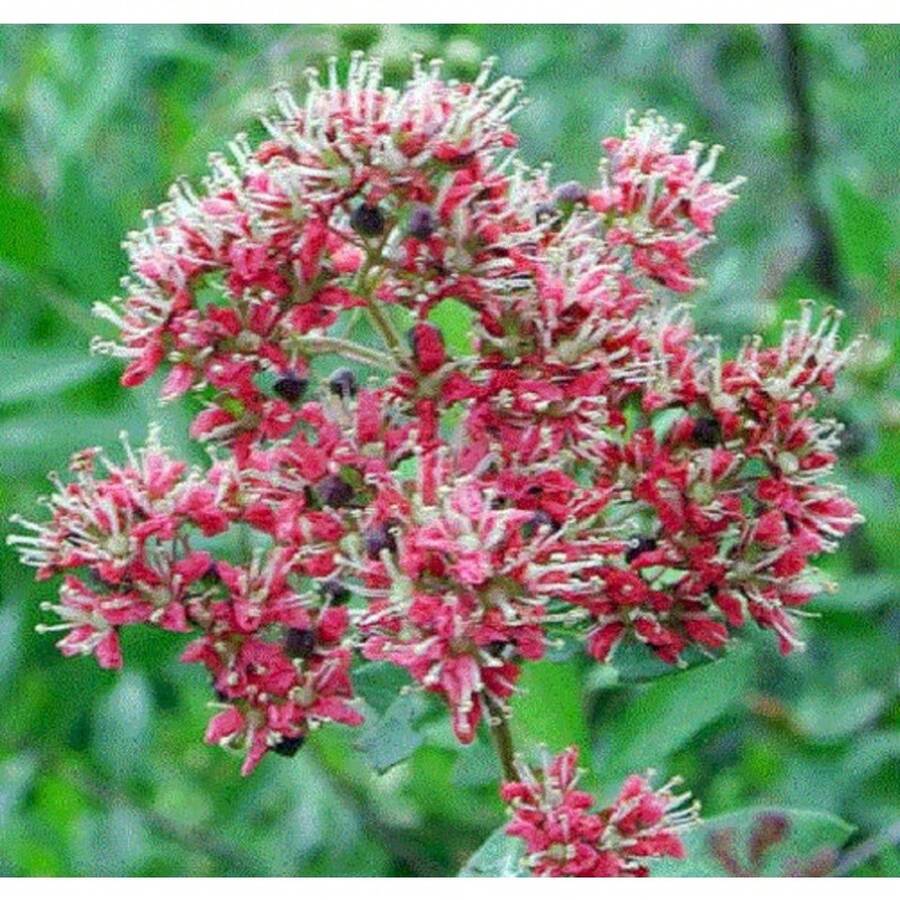 240 piezas de semillas de árbol sin ramas de Fassenia, planta de teñido de hierba india común recomendada, incluyendo envío - 240 - Ver 1