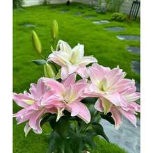 57 piezas de semillas de lirio mezcladas de amapola rosa, cultivo de flores en casa con aroma rico - 57 - Ver 3