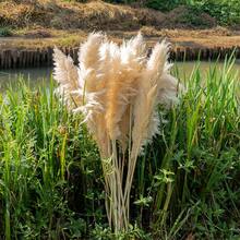 8/10/16/20 Bunches 100cm Pampas Grass Bouquet | Farmhouse Natural Style Extra Long Fluffy Pointed Design, Low Maintenance Bedroom Christmas Decor/Christmas DIY Holiday Arrangement/Floor Decor/DIY Enthusiasts [Extra Long][Low Maintenance Plant][Fluffy Style] - Khaki - View 7