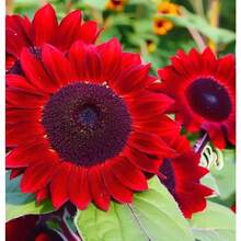 128 piezas de semillas de girasol Red Velvet Queen - 128 piezas - Ver 3