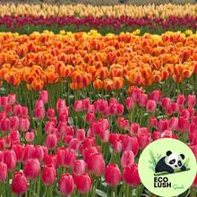 Paquete de 50 Semillas de Tulipanes Multicolores Vibrantes - SEMILLA - Ver 6
