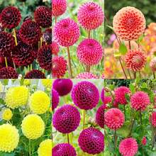 248 piezas de semillas de flores de dalia de anillo anual se utilizan para plantar plantas al aire libre,  de semillas de vegetales, plantar lotos, plantas vivas, semillas de flores de jardinería. - 248 - Ver 2