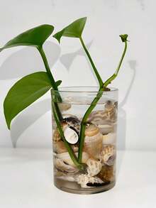 50克、100克/袋彩色贝壳和海螺沙 - 贝壳和海螺工艺品、水族箱造景、自然海洋风格家居装饰、珠宝珠贝壳DIY材料 - Random(隨機色) - 查看 3