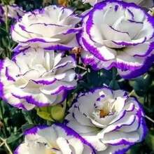 Semillas de Flor Lisianthus para Plantar - Lisianthus Anual Blanco Púrpura Flor de Jardín Herencia para Plantar Semillas de Flores de Polinización Abierta Plantas Únicas - 200 - Ver 1