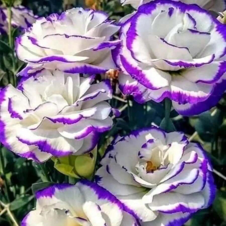 Semillas de Flor Lisianthus para Plantar - Lisianthus Anual Blanco Púrpura Flor de Jardín Herencia para Plantar Semillas de Flores de Polinización Abierta Plantas Únicas - 200 - Ver 1