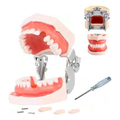 Vmingo Tipodonto Nissiin Encía Suave 28 Dientes Modelo Dental