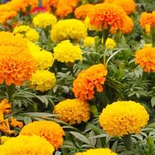 1, 000+ Premium Marigold Seeds - Vibrant Orange Blooms For Summer Gardens