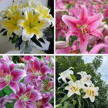 57 piezas de semillas de lirio mezcladas de amapola rosa, cultivo de flores en casa con aroma rico - 57 - Ver 1