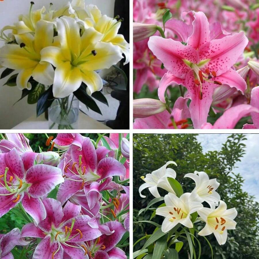 57 piezas de semillas de lirio mezcladas de amapola rosa, cultivo de flores en casa con aroma rico - 57 - Ver 1