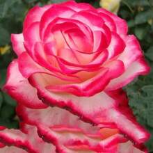 166 Piezas de Semillas de Flor de Cerezo Paifolia - Perenne, Polinización Abierta, Deciduosa, Hermosas Flores Florales - 166 - Ver 2