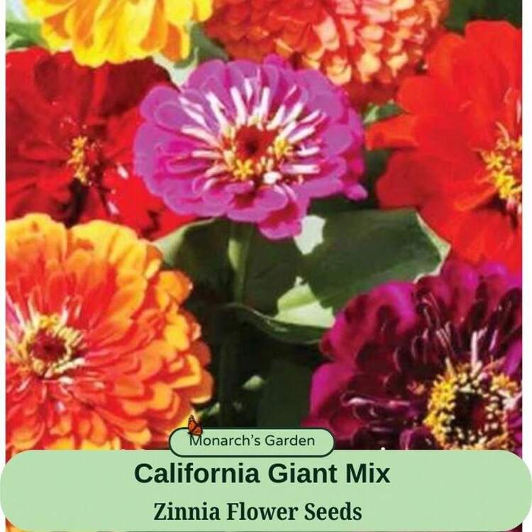 Flower Seeds - HẠT GIỐNG - Xem 1