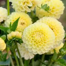 248 piezas de semillas de flores de dalia de anillo anual se utilizan para plantar plantas al aire libre,  de semillas de vegetales, plantar lotos, plantas vivas, semillas de flores de jardinería. - 248 - Ver 5