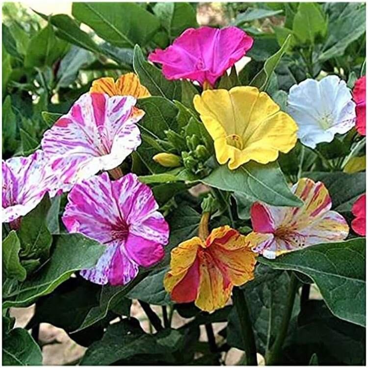 Semillas de flores 215 piezas Semillas de color roto de las cuatro en punto - Perennes tiernas para una fácil siembra - 215 semillas - Añade 1