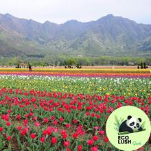 Paquete de 50 Semillas de Tulipanes Multicolores Vibrantes - SEMILLA - Ver 4