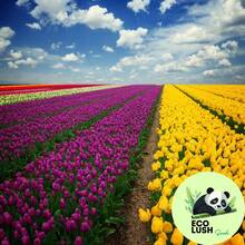 Paquete de 50 Semillas de Tulipanes Multicolores Vibrantes - SEMILLA - Ver 10