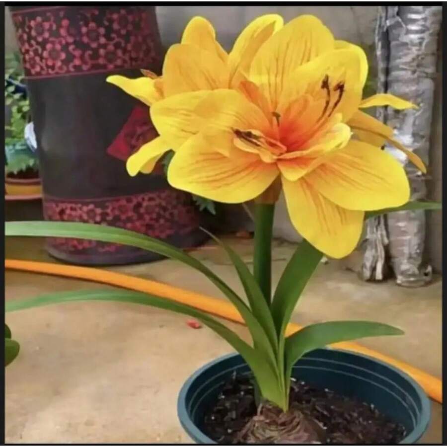 Almacén local Flores de interior y exterior de cuatro estaciones en macetas Semillas de lirio de doble fragancia - Paquete de 500 - Ver 1