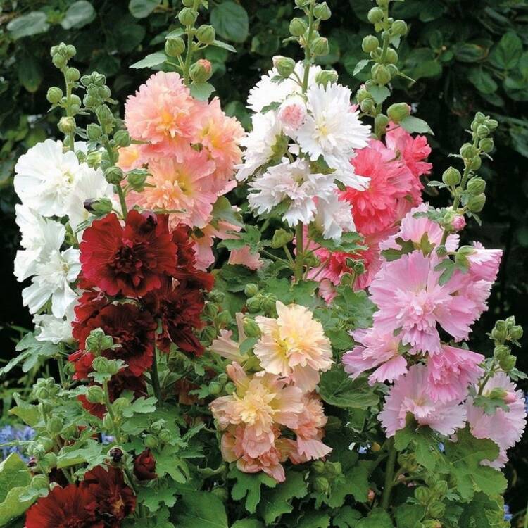 100 Semillas de Malva enano de Color Mixto Queeny Resistentes al Frío Adecuadas para Todas las Estaciones, Ideal para Jardines DIY, Jardines de Casa, Macetas y Patios - Un Regalo de Jardinería Ideal - 100 SEMILLAS - Añade 1