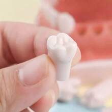 Vmingo Tipodonto Nissiin Encía Suave 28 Dientes Modelo Dental - Beis con Rosa - Ver 5