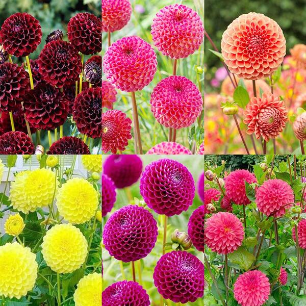 248 piezas de semillas de flores de dalia de anillo anual se utilizan para plantar plantas al aire libre,  de semillas de vegetales, plantar lotos, plantas vivas, semillas de flores de jardinería.